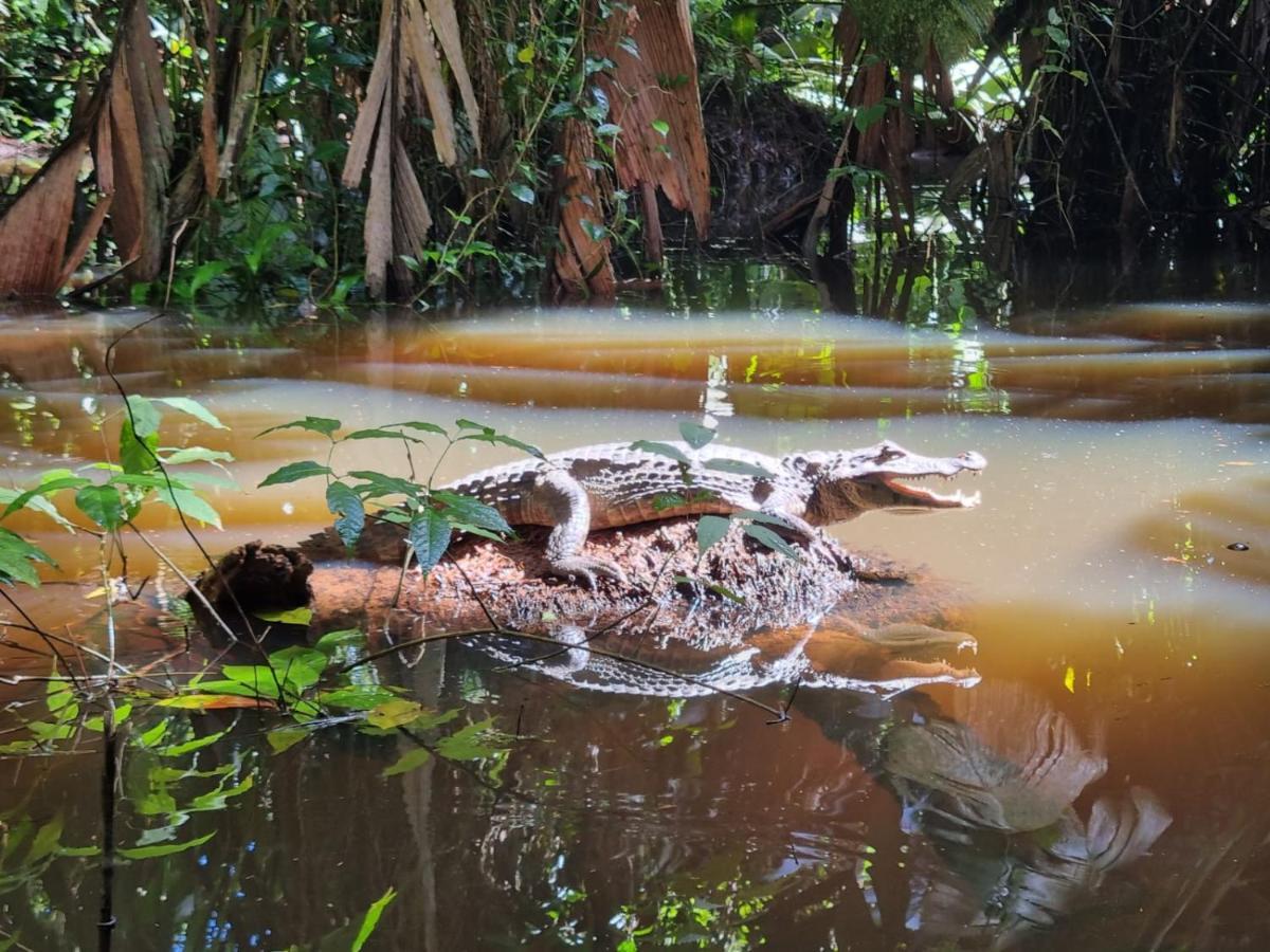 Micheck Beach House Tortuguero Bagian luar foto