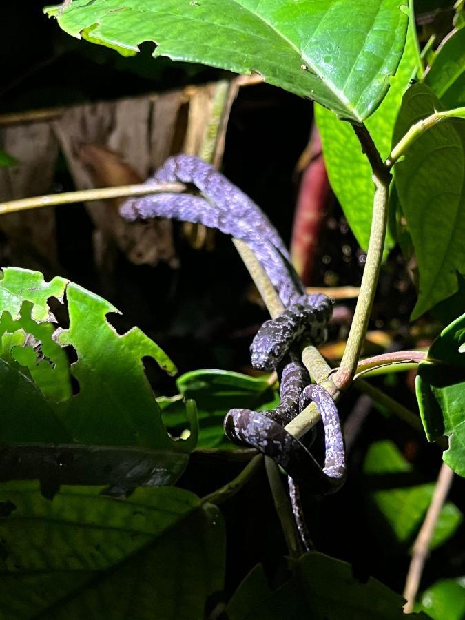 Micheck Beach House Tortuguero Bagian luar foto