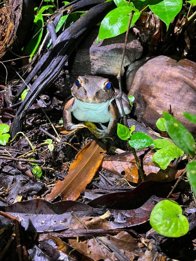 Micheck Beach House Tortuguero Bagian luar foto
