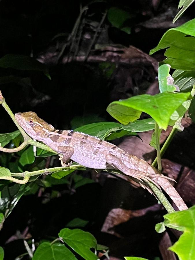 Micheck Beach House Tortuguero Bagian luar foto