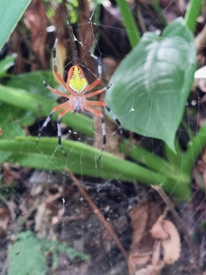 Micheck Beach House Tortuguero Bagian luar foto